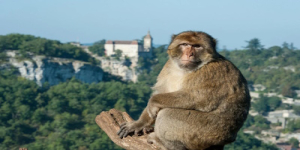 La Forêt des Singes à Rocamadour : Un Sanctuaire Primate en Pleine Nature