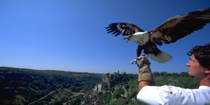 Le Rocher des Aigles à Rocamadour est un écoparc ornithologique exceptionnel