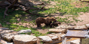 Le Parc Animalier de Gramat : Un Trésor Naturel en Occitanie